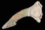 Cretaceous Giant Sawfish (Onchopristis) Rostral Barb #72742-1
